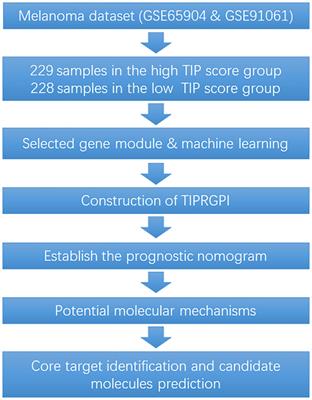 Predicting immunotherapy response in melanoma using a novel tumor immunological phenotype-related gene index